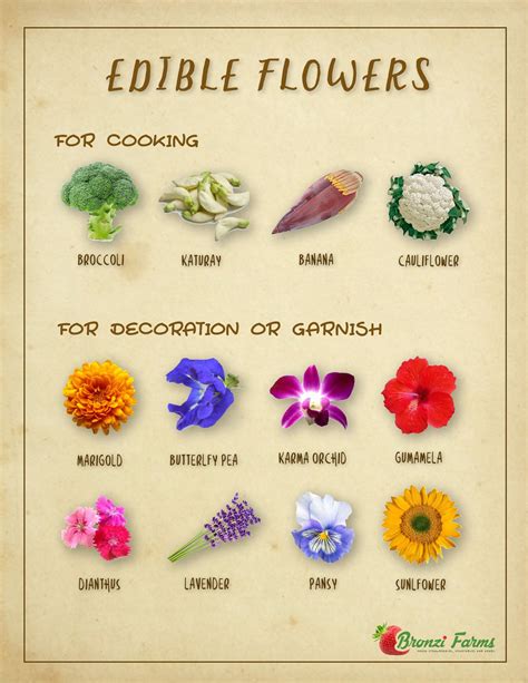 list of edible flowers in the philippines|10 Wild Plants in the Philippines You Can Actually Eat (Forage).